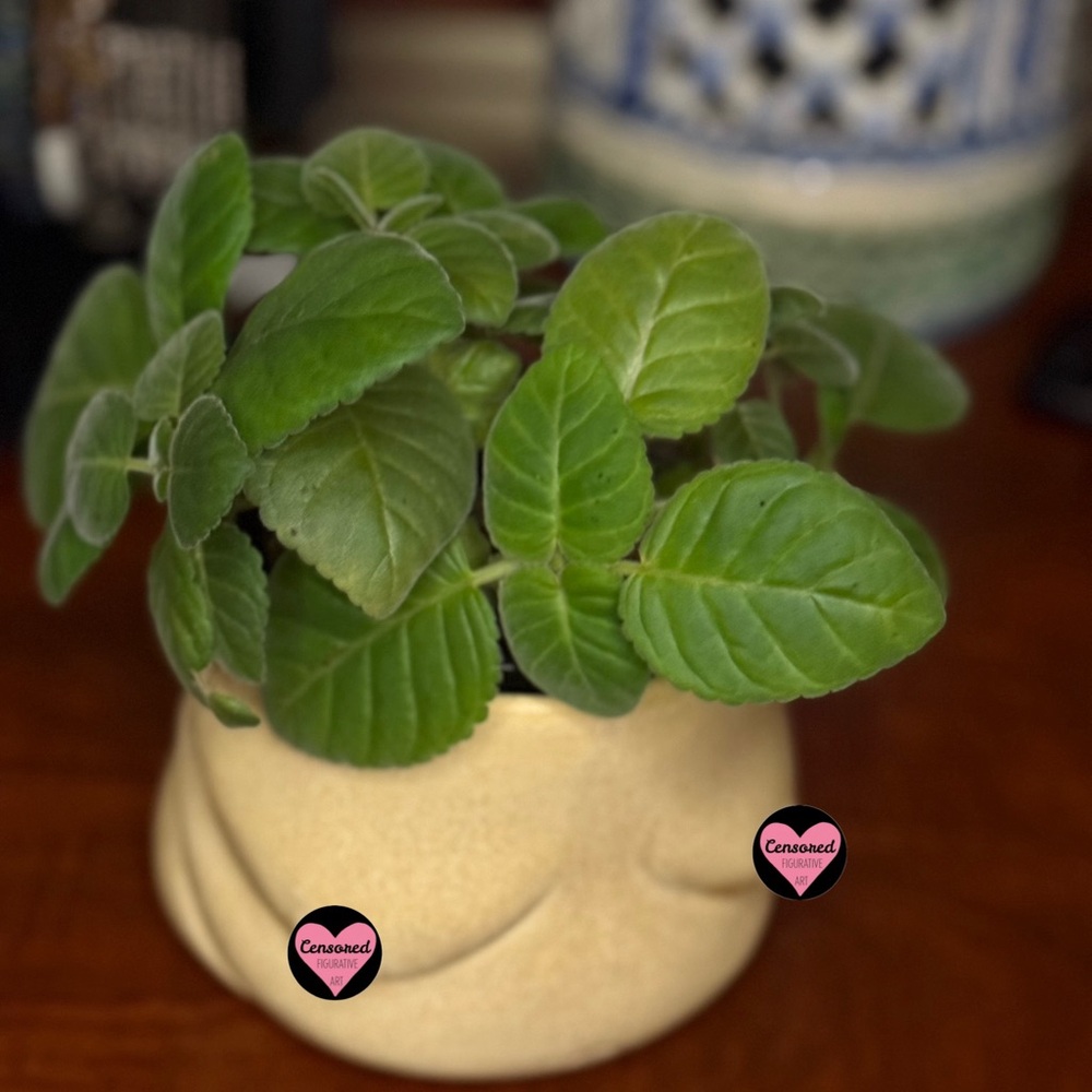 Ceramic Body Planter